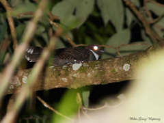 Nyctiphrynus ocellatus