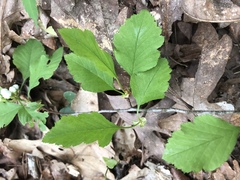 Crataegus pulcherrima