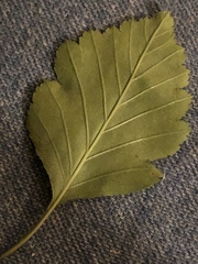 Crataegus pulcherrima