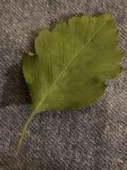 Crataegus pulcherrima