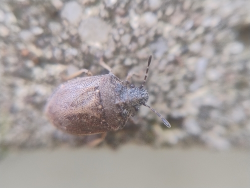 European Turtle-bug, Nijmegen, Huygensgebouw, 6525 AJ Nijmegen, Netherlands, photo 7 of 10