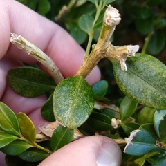 Eurytetranychus buxi