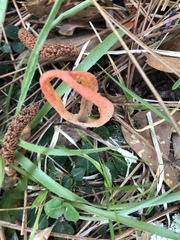 Pseudocolus fusiformis