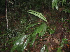 Cyclanthus bipartitus