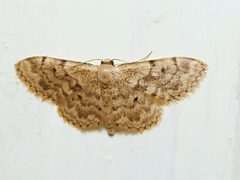 Idaea inquinata