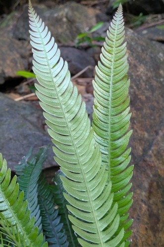 Oceaniopteris obtusata observed 2026-04-17