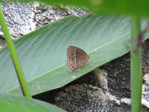 Horsfield's Bushbrown