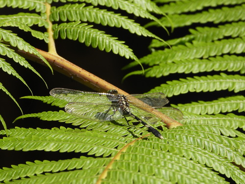 Slender Skimmer