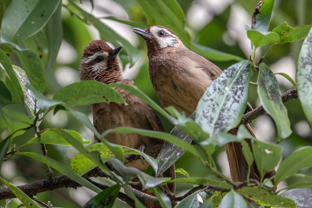 White-browed Laughingthrush
