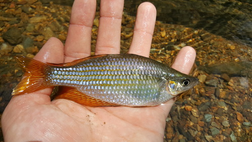 Checkered rainbowfish (Melanotaenia splendida) — Melanotaeniidae — 2
