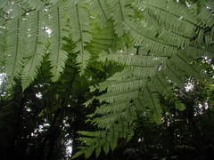 Cyathea schiedeana
