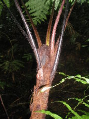 Cyathea schiedeana