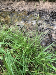 Carex albolutescens