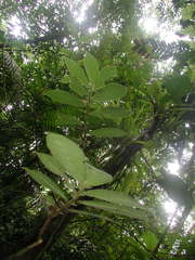 Columnea purpurata