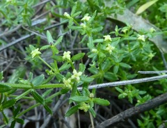 Galium porrigens