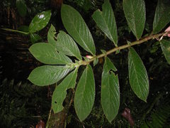 Columnea purpurata