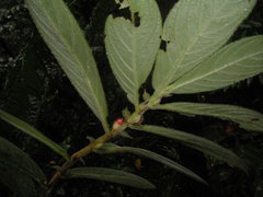 Columnea purpurata