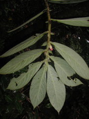 Columnea purpurata