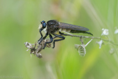 Promachus painteri