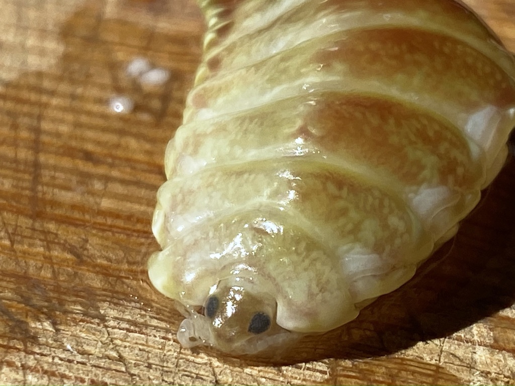 Norileca