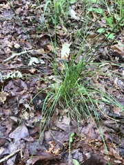 Piptochaetium avenaceum