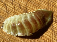 Cymothoidae