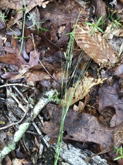 Piptochaetium avenaceum