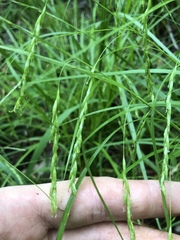 Carex debilis
