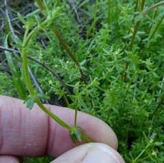 Galium porrigens
