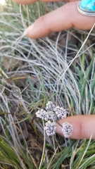 Lomatium farinosum