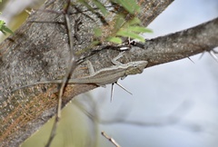 Anolis litoralis