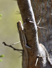 Anolis litoralis