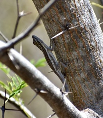 Anolis litoralis