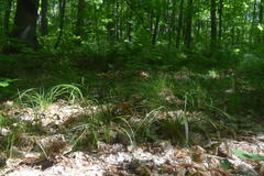 Carex assiniboinensis