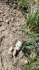 Lomatium farinosum
