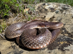 Red-Bellied Racer photo 3