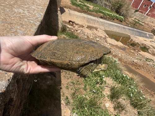 Mediterranean Turtle