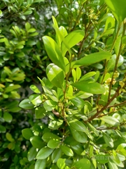 Diospyros ferrea