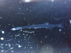 Japanese Icefish photo 3