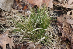 Carex radiata