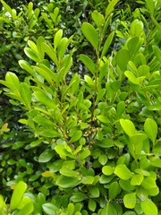 Diospyros ferrea