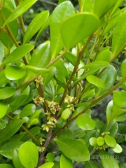 Diospyros ferrea