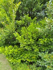 Diospyros ferrea