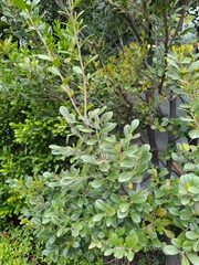 Diospyros ferrea