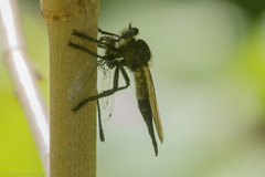 Promachus painteri