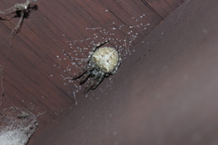 Araneus cavaticus