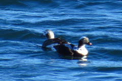 Clangula hyemalis image