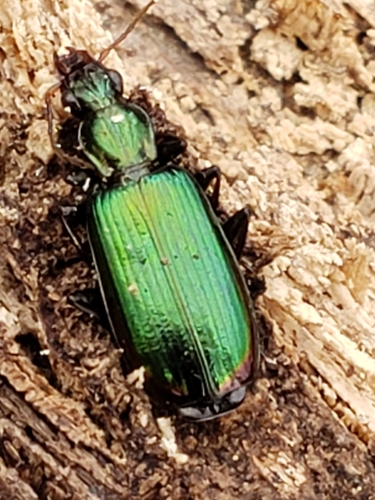 Calleida viridipennis photo 4