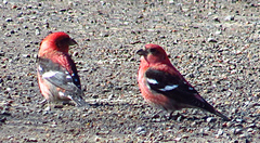 Loxia leucoptera image