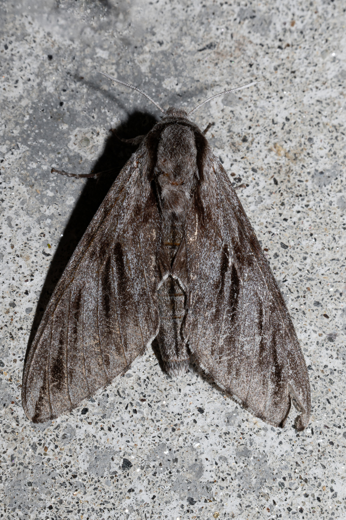 Sphinx bhutana